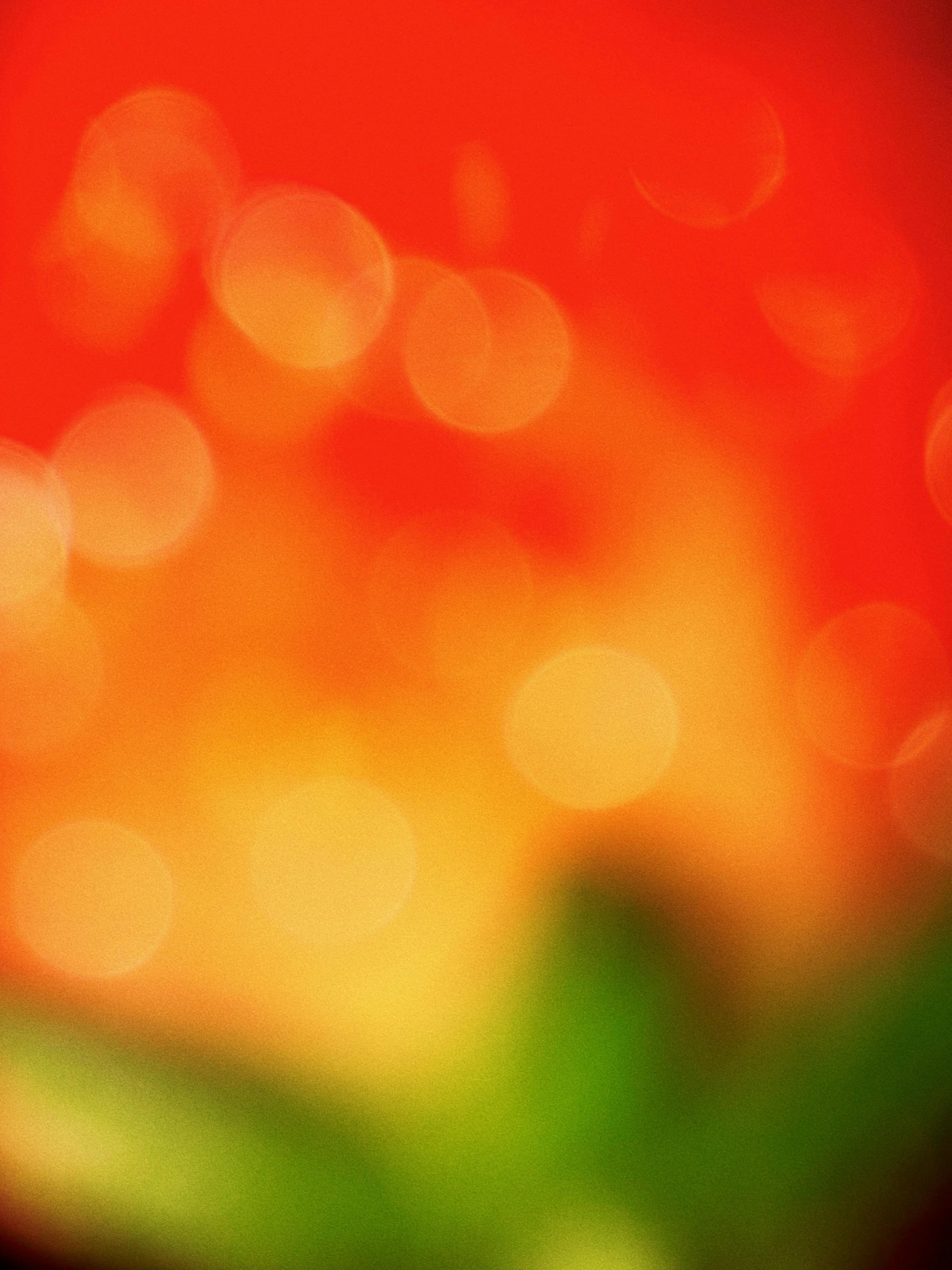 the blurry image shows a bright red orange flower