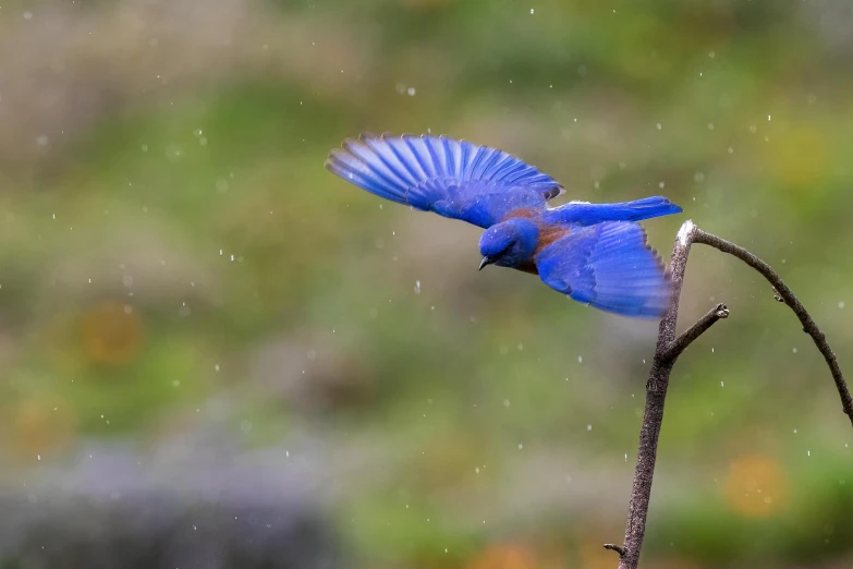 a blue bird flying off of a small nch