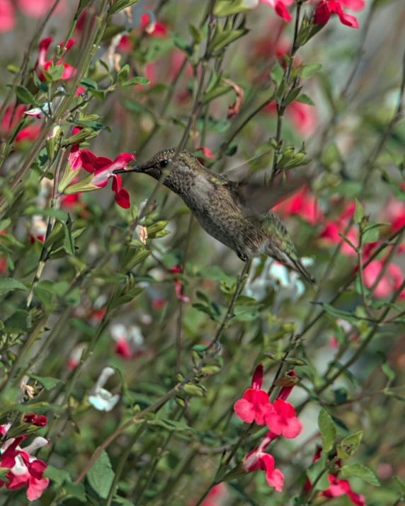 a humming bird is flying in front of many flowers