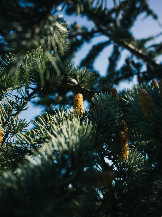 a pine tree nch covered in lots of pine cones