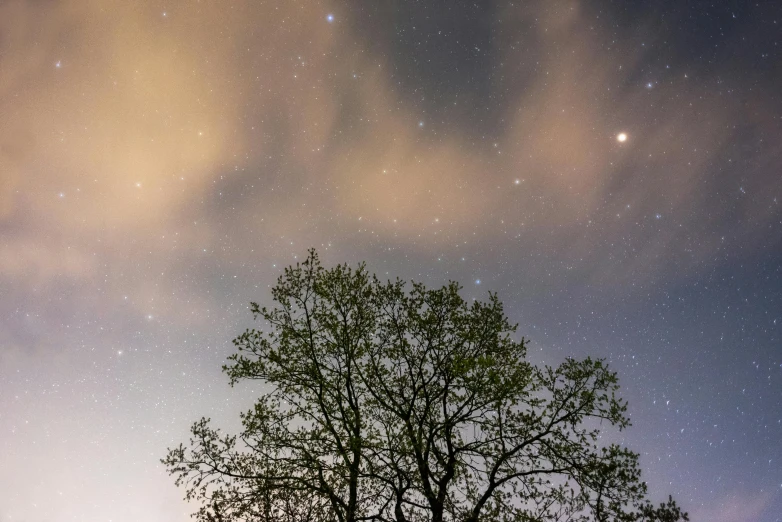 a silhouette of two trees under a bright sky at night