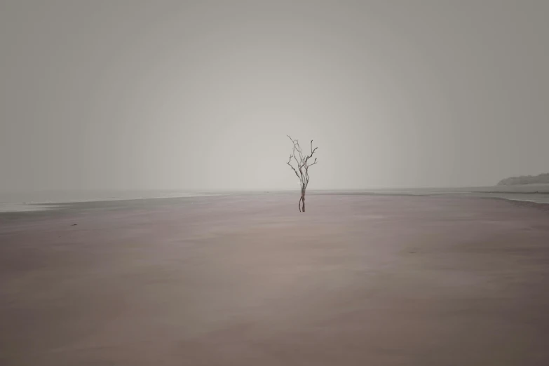 an empty tree is standing alone in the middle of a sandy beach