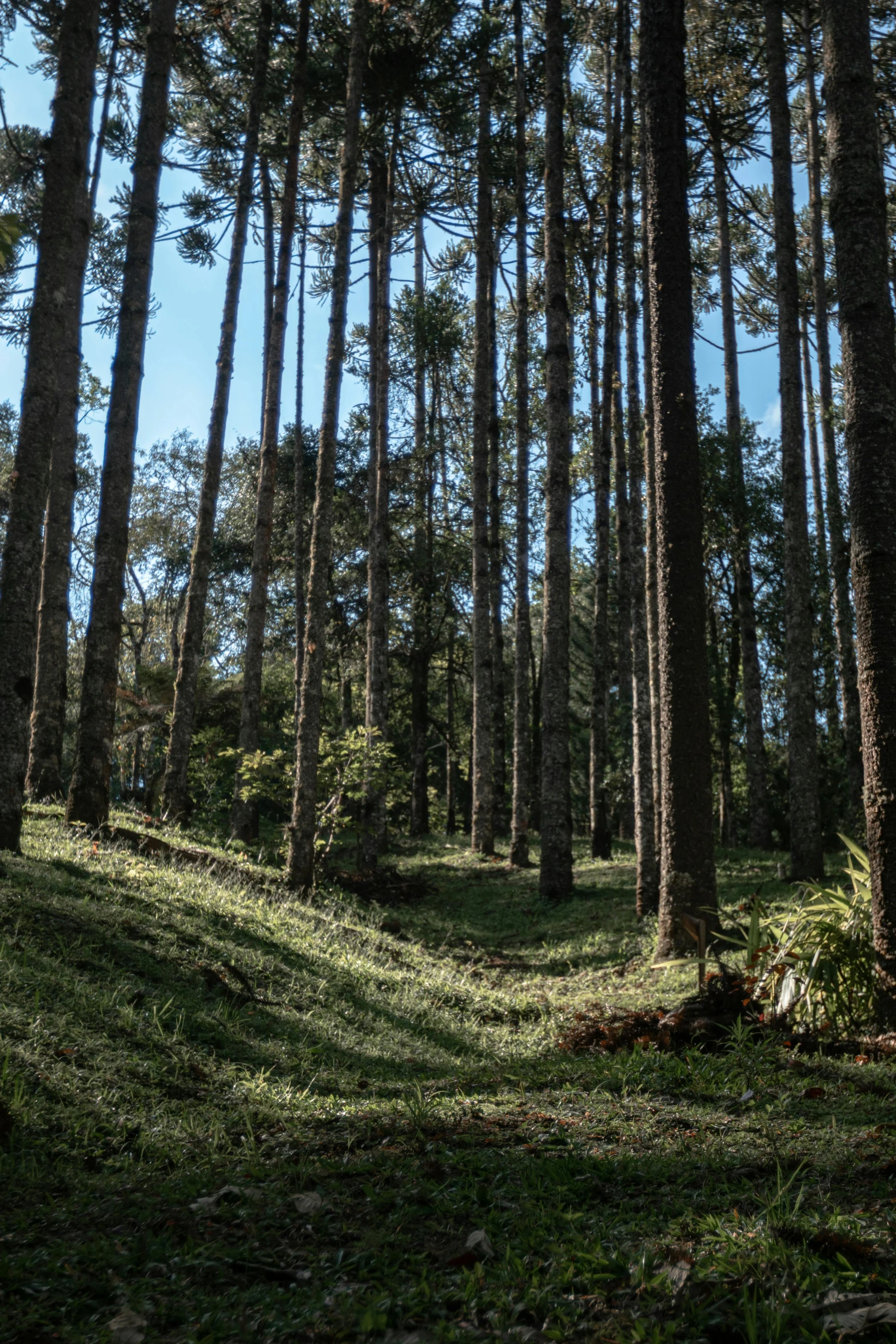 a bunch of tall trees on a hill