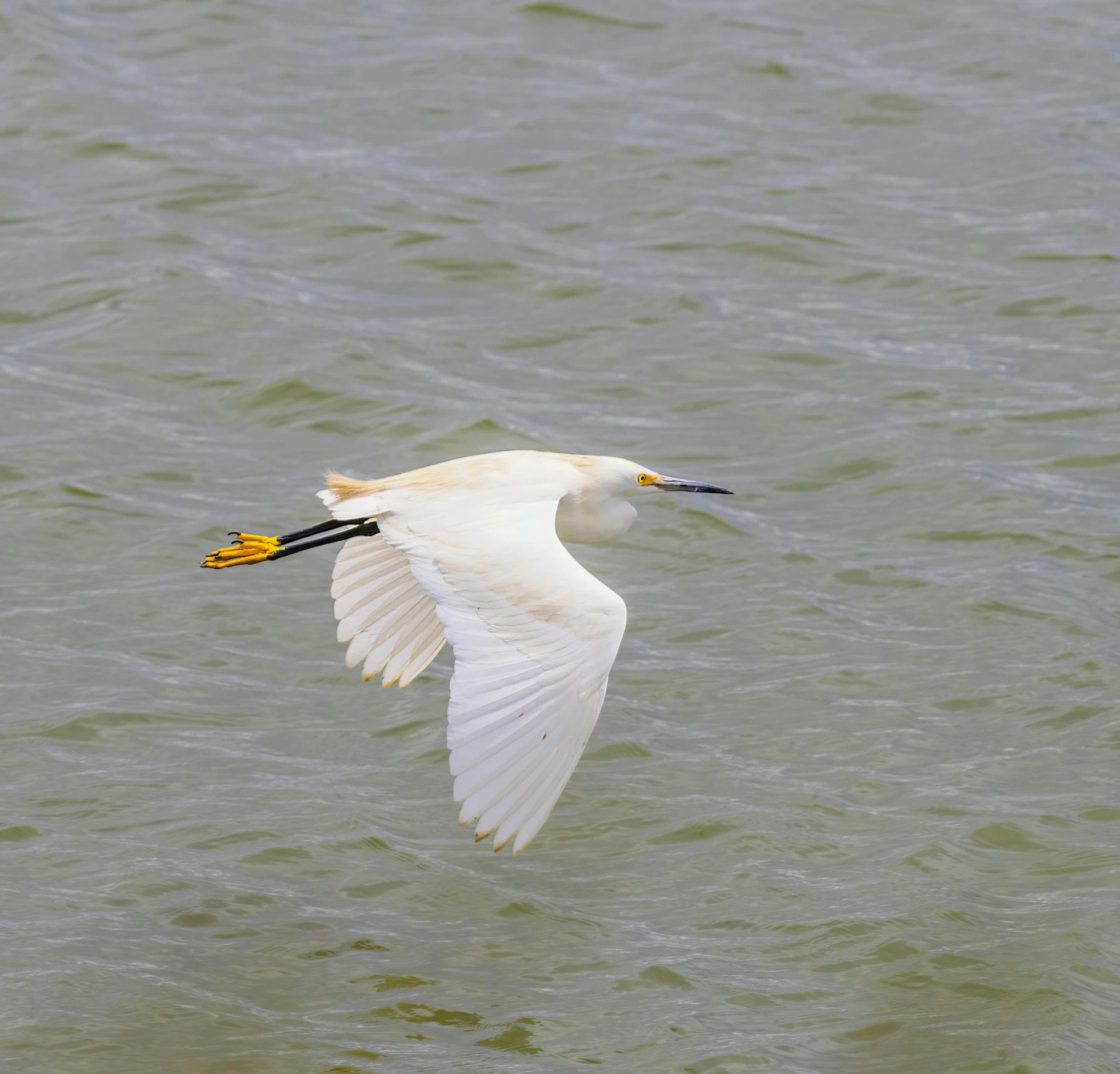 a white bird flying above a body of water