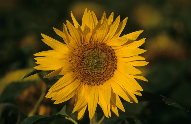 the sunflower is blooming in a large field