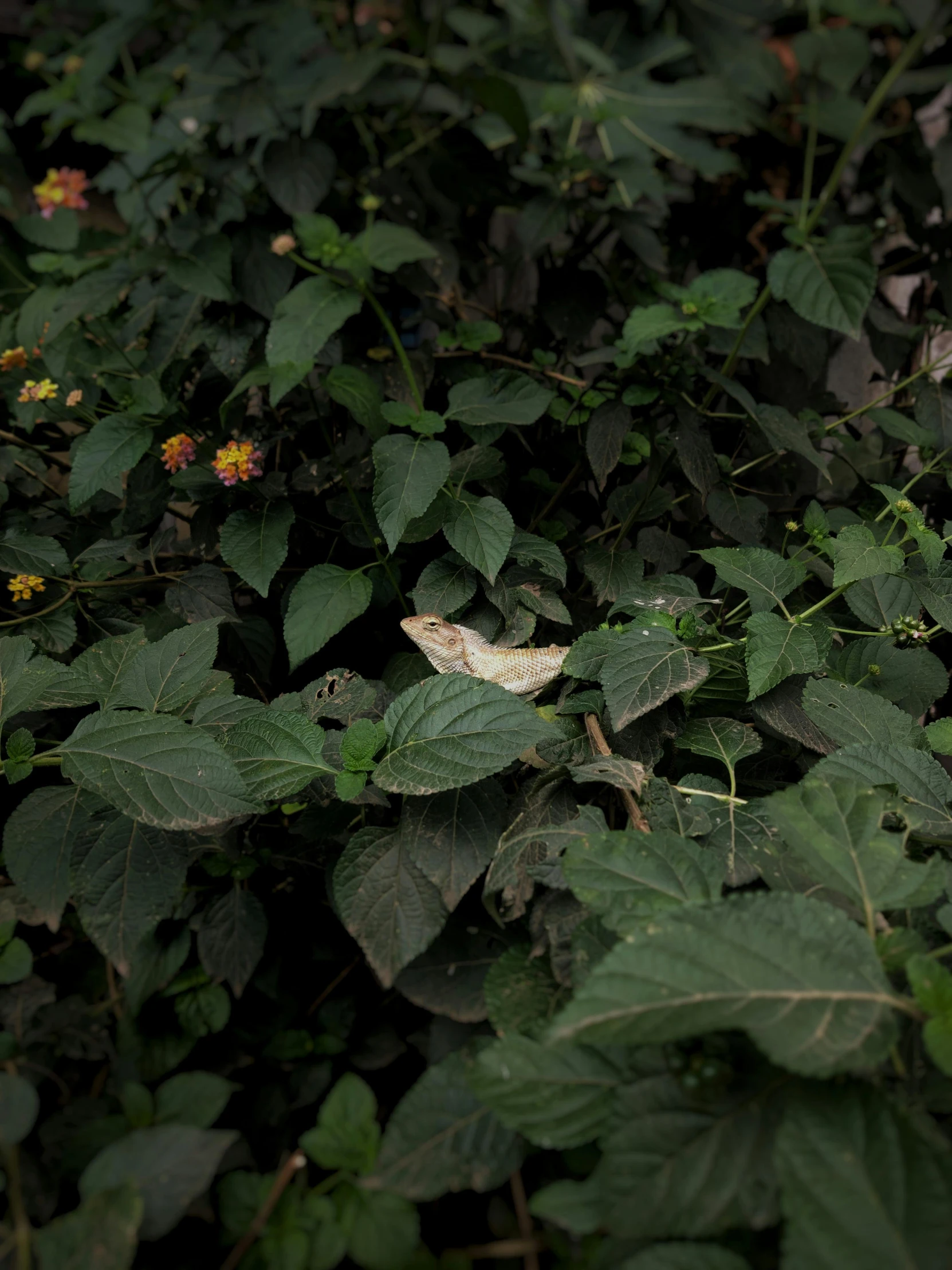 white erflies perched on top of green leaves