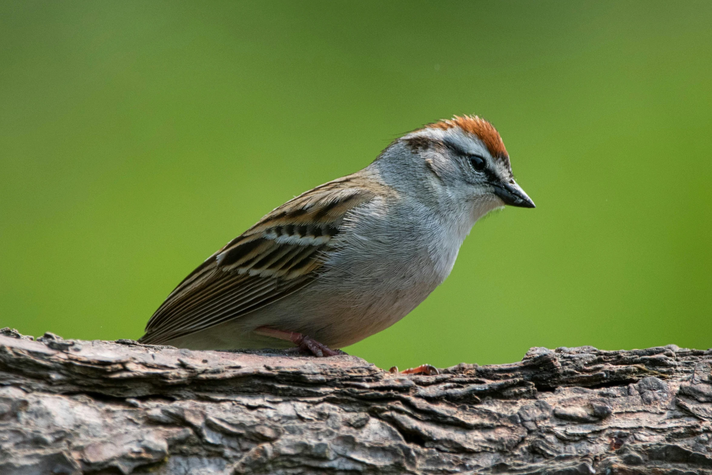 a bird sits on the trunk of a tree