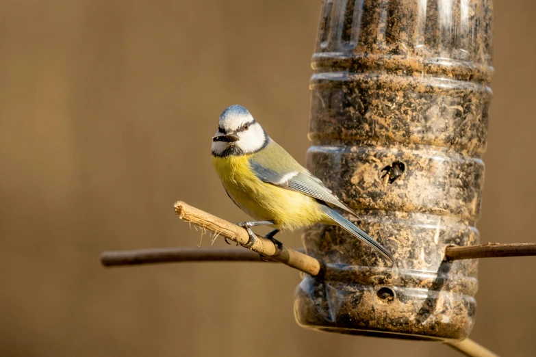 a small bird perched on top of a nch