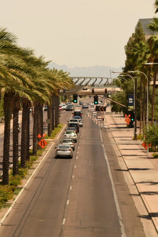 the street is full of palm trees on both sides