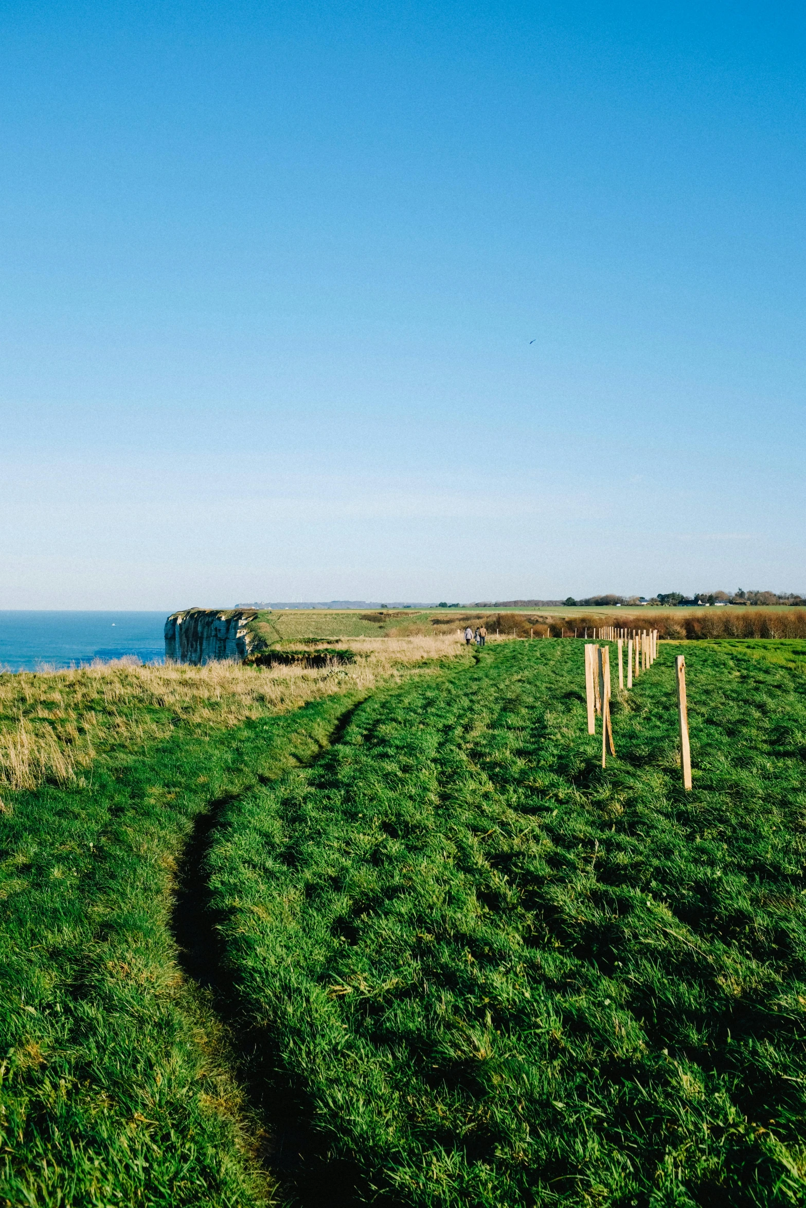 there are lots of small wooden posts in the grass