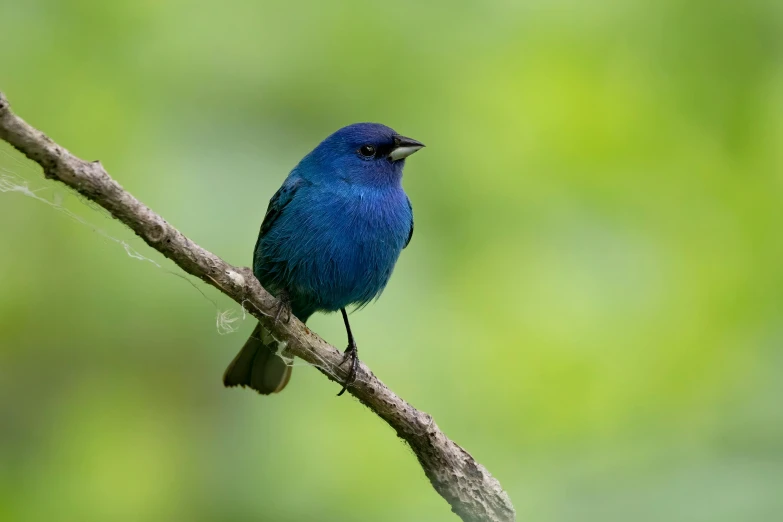 a bright blue bird perched on a nch