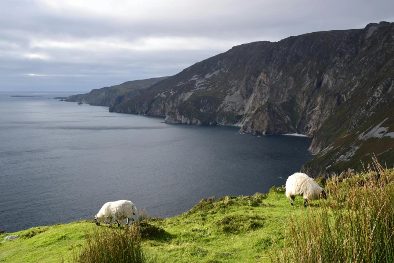 two sheep graze on the side of a hill