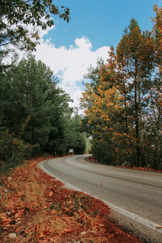 a rural roadway with many trees and leaves in autumn