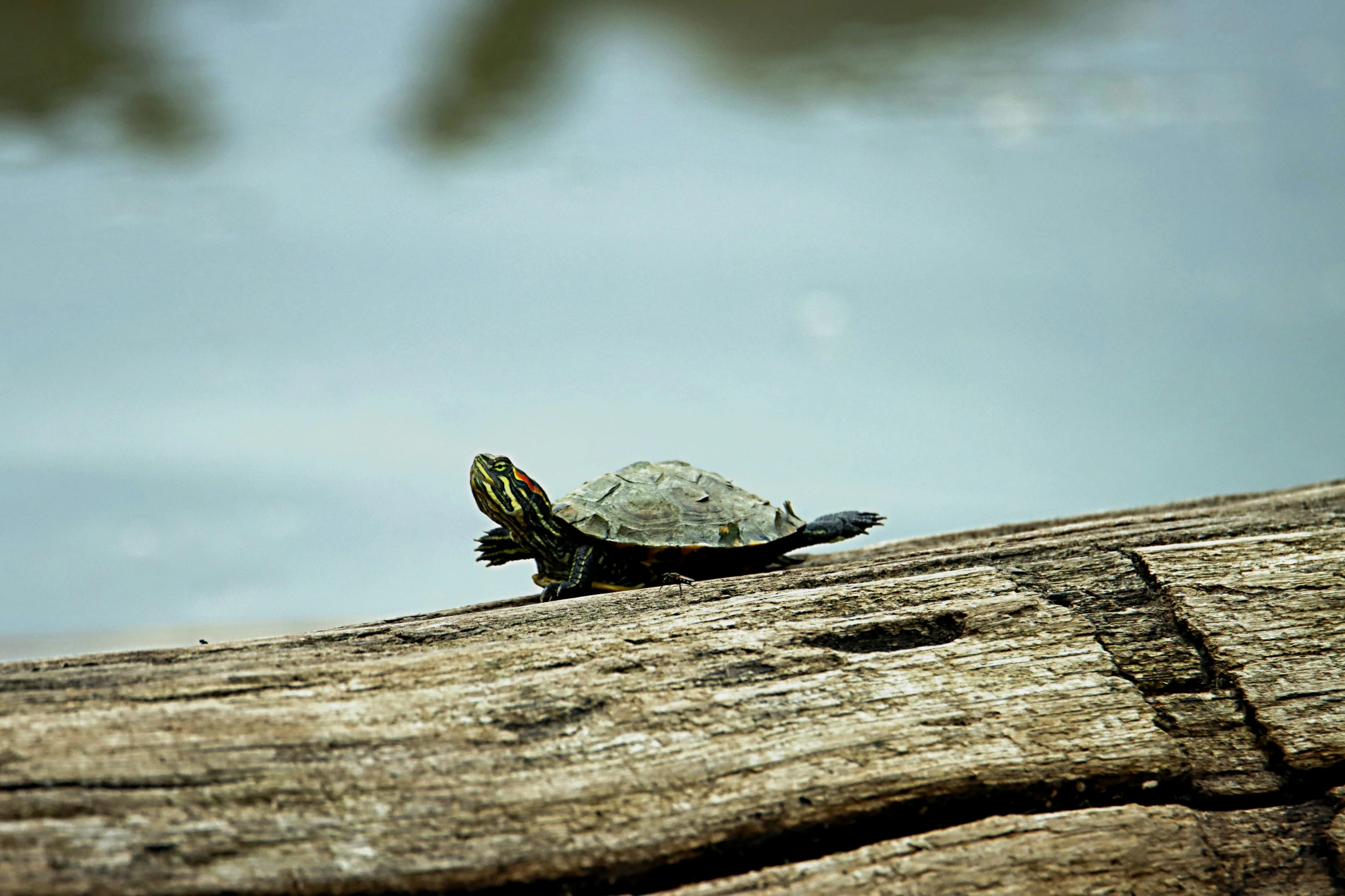 there is a turtle that is laying on a tree nch