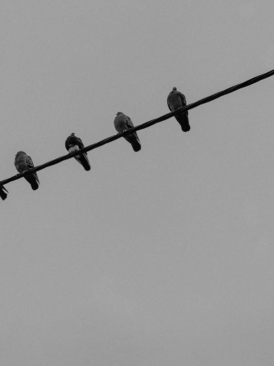 four birds perched on a line with grey skies