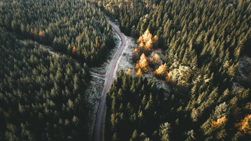 the view from above shows an empty road between some trees