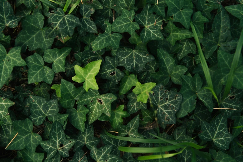 a close up view of green leaves from above