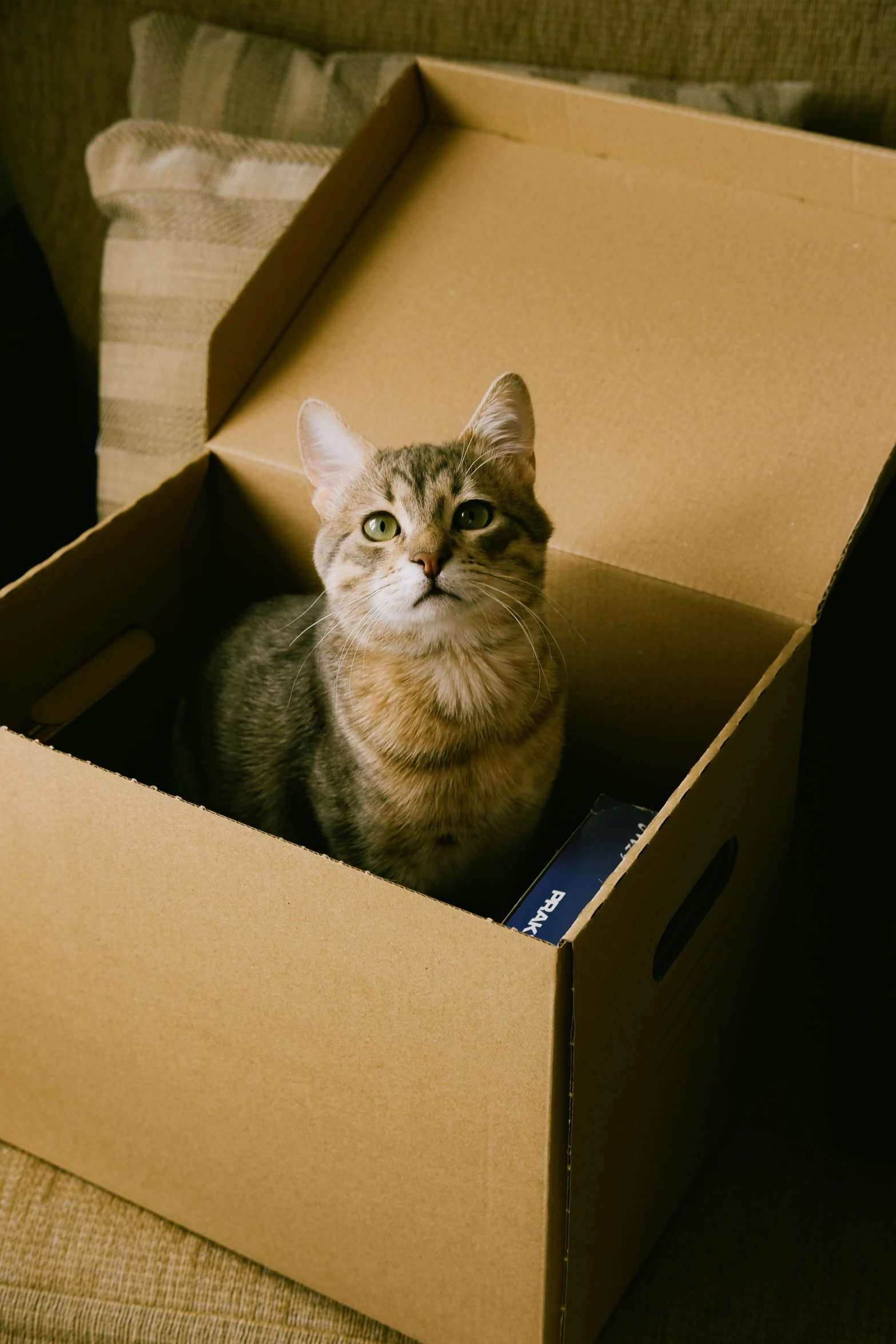 a cat sitting inside of a brown box