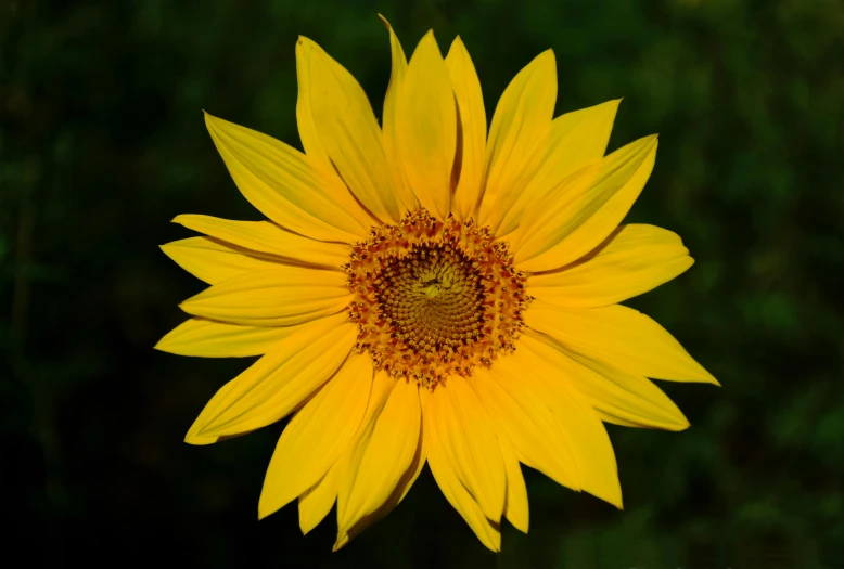 a bright yellow sunflower on a sunny day