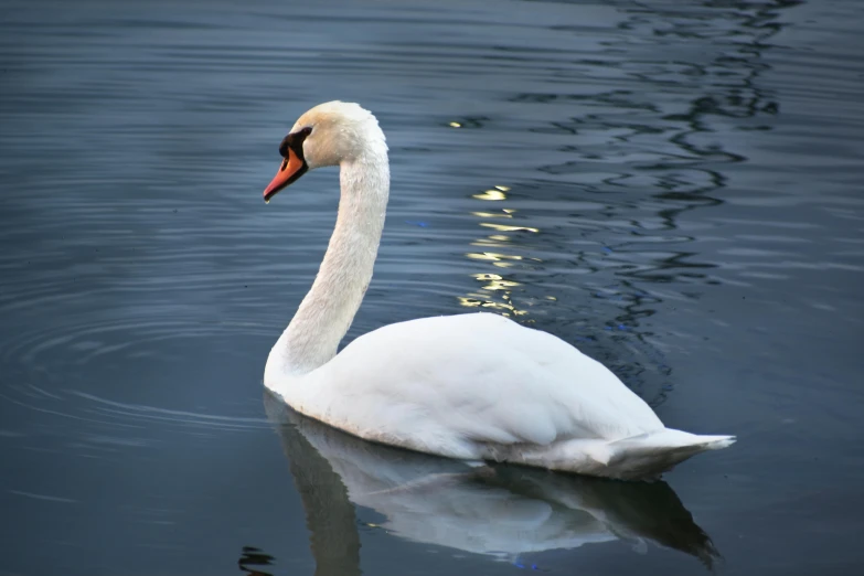 the swan is swimming alone in the water