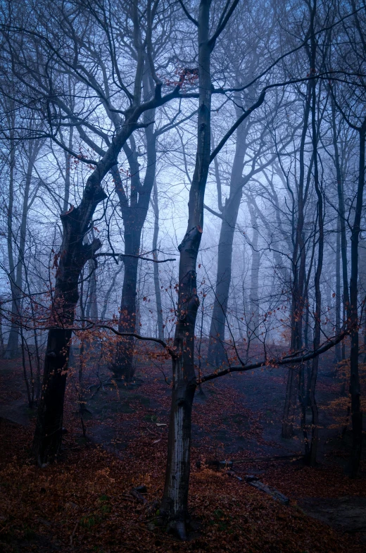 a foggy forest with trees and leaves