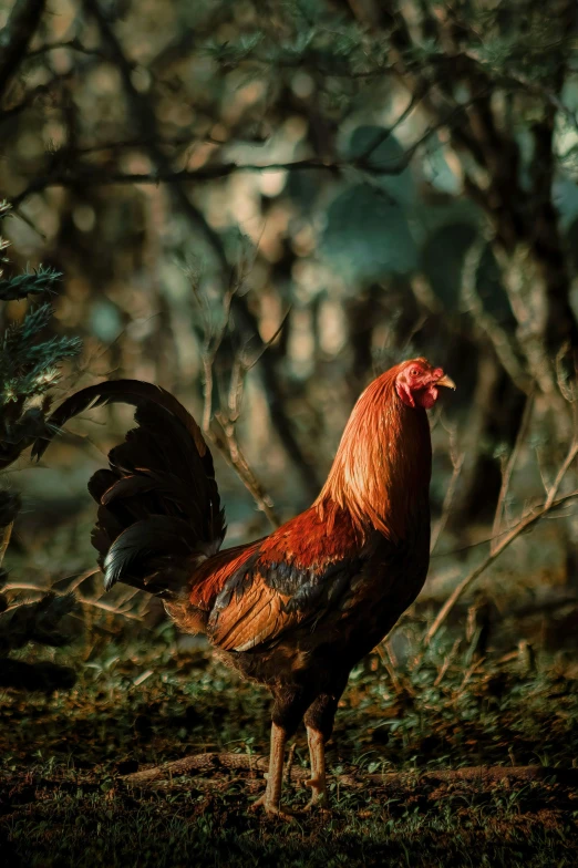 there is a rooster that is standing on grass