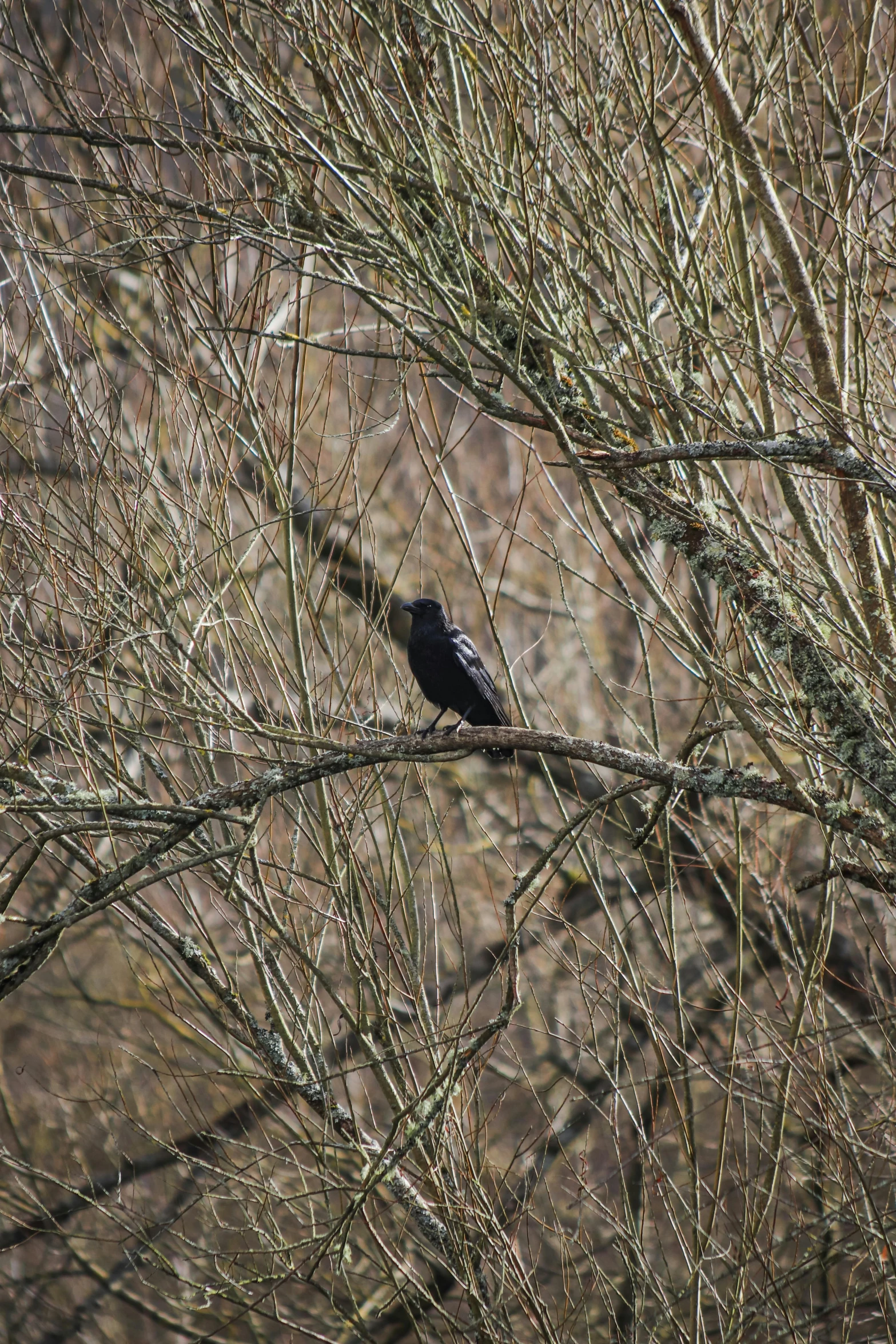 a black bird is sitting on the nch