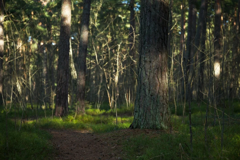 a trail through the woods with no one in sight