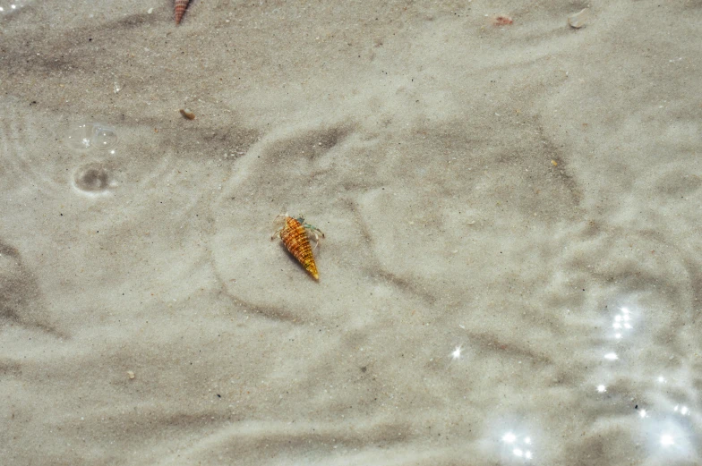 there is some sand in the sand and one of it has leaves