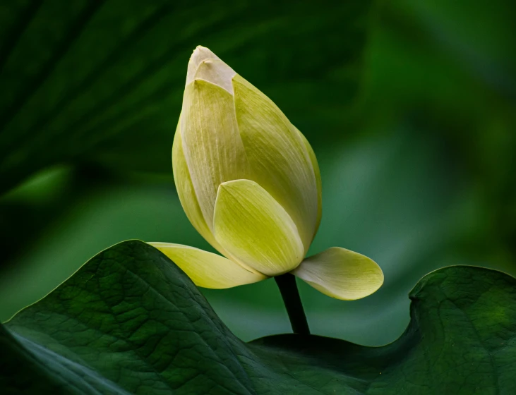 a yellow flower on top of green leaves