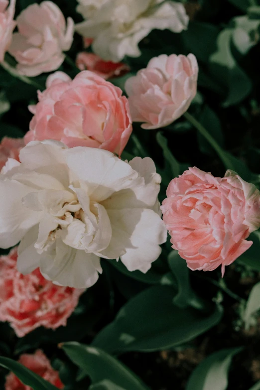 several pink and white flowers growing together