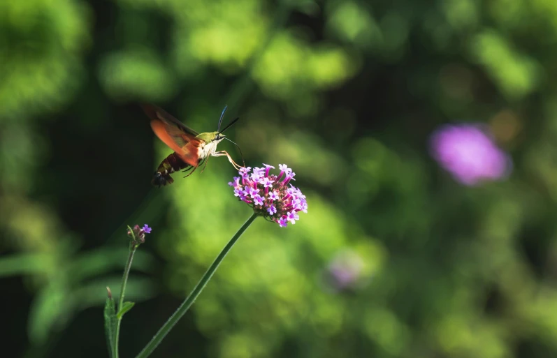 a erfly landing on a purple flower by a bush