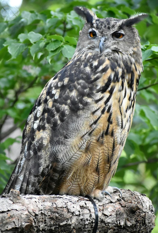 a big owl sitting on a nch, with lots of leaves around it