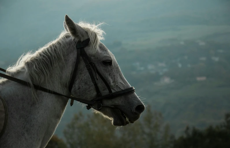 a white horse with the sun in the background