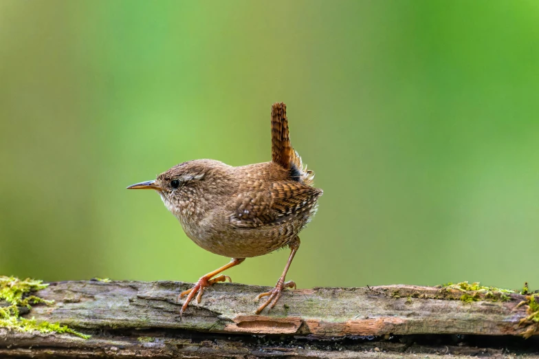 a small bird standing on a wooden log