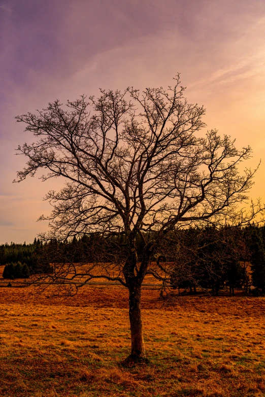 there is a small tree in the middle of the field