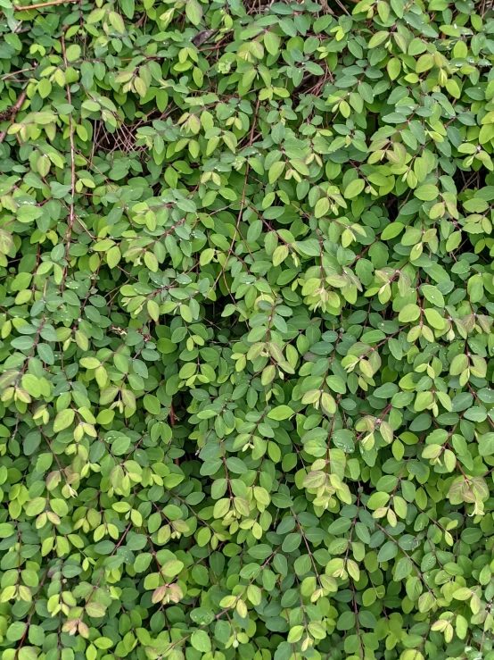 many small green plants with thin green leaves on them