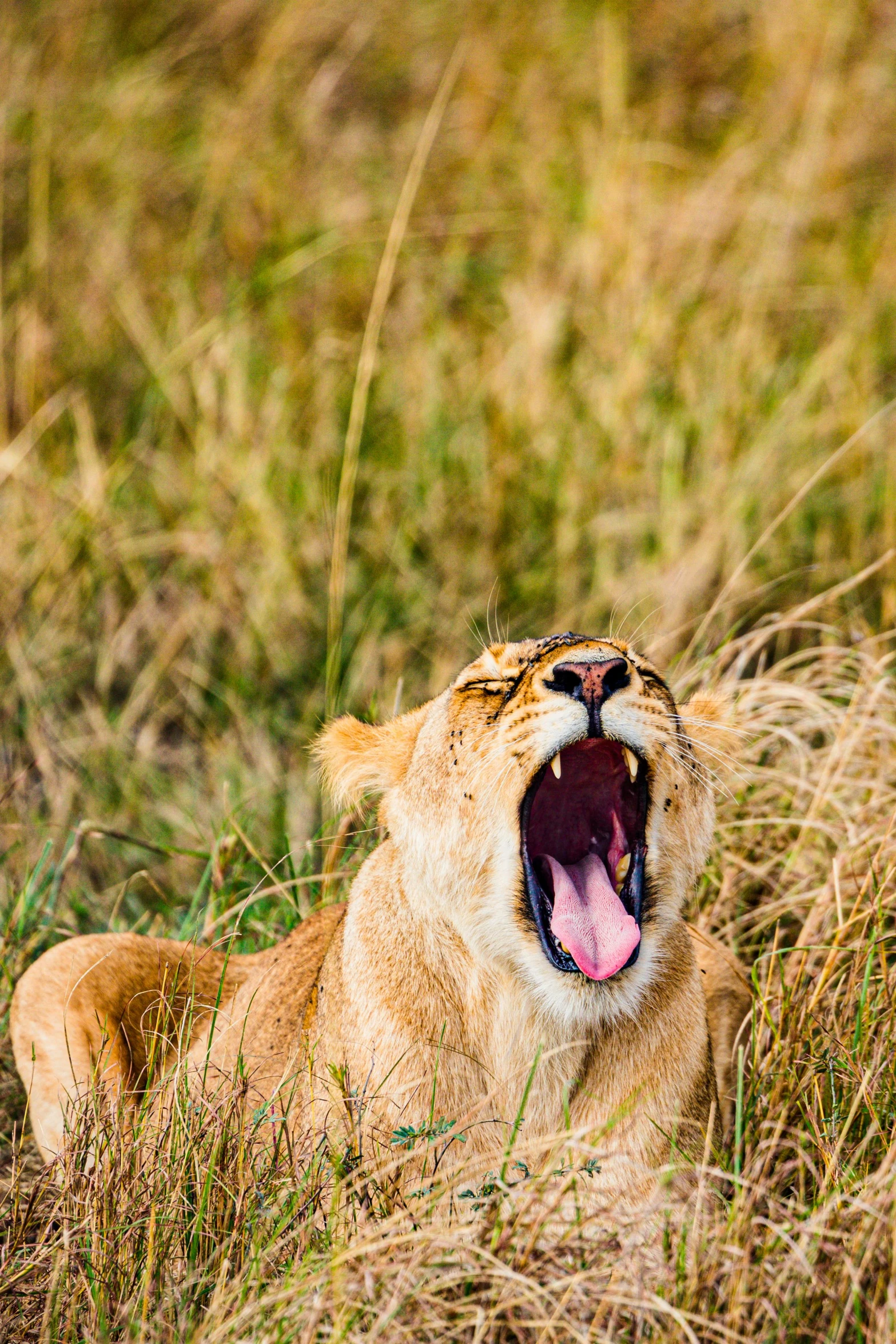 a lion yawning in tall grass with its mouth open