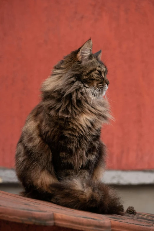 a fluffy cat sitting on top of a wooden bench