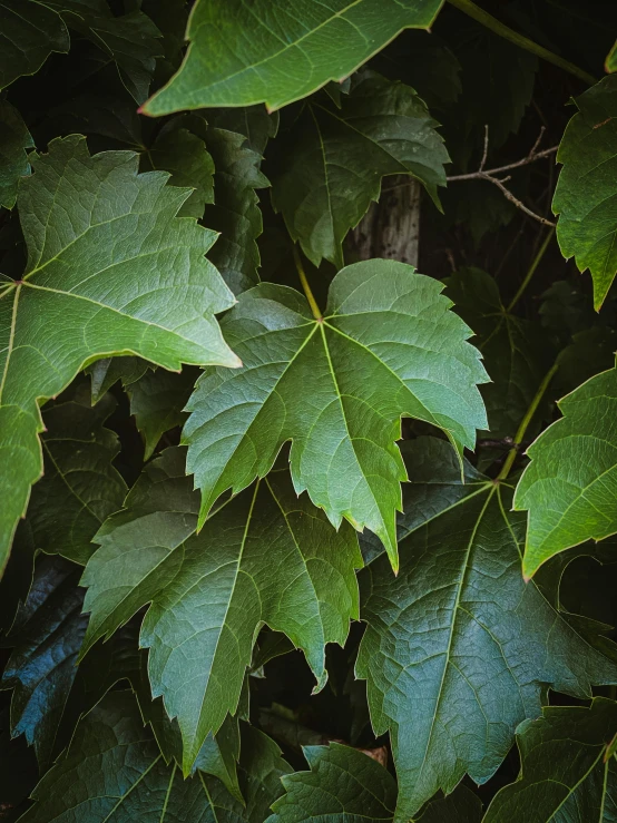 several leaves are visible on a green plant