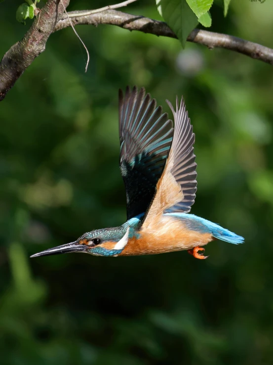 a small bird with its wings spread