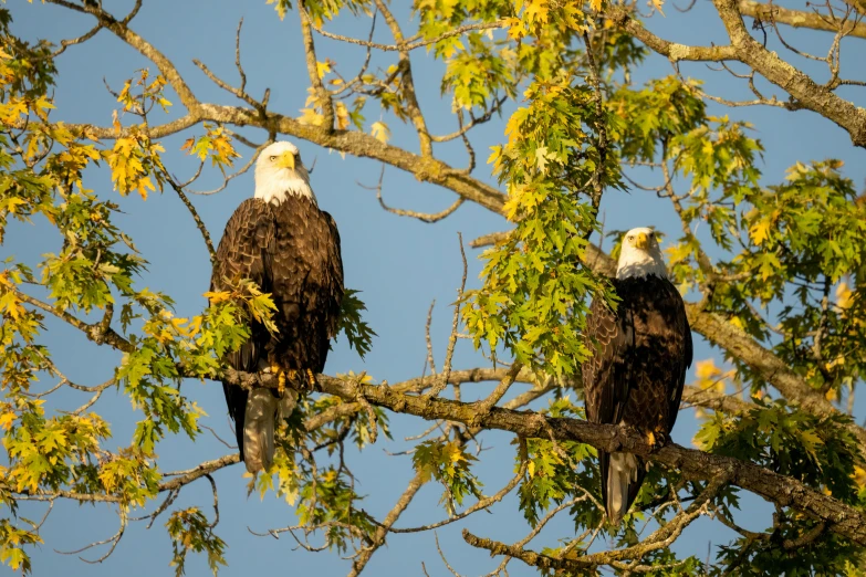 two bald bald eagles sitting in a tree