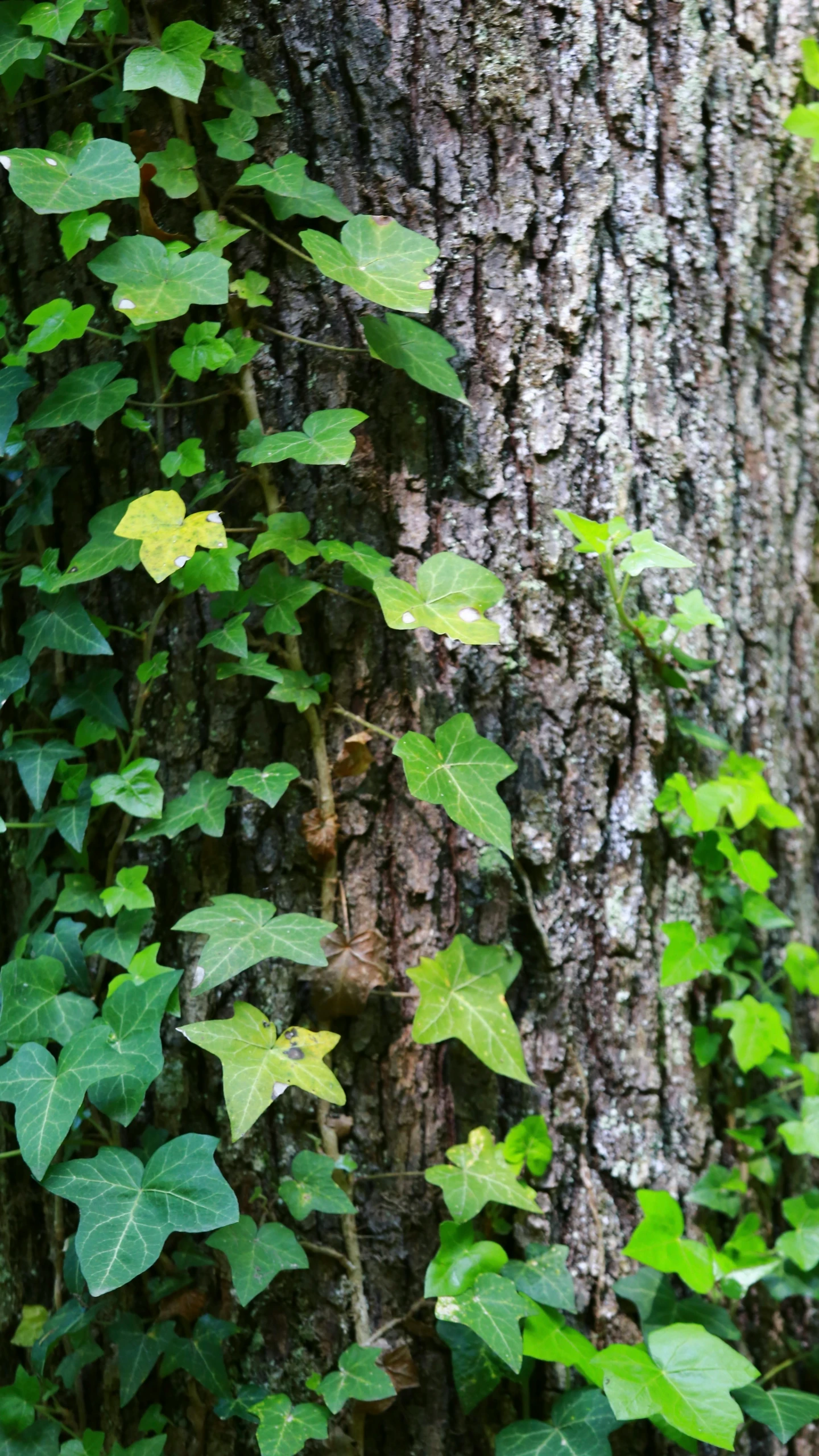 vines growing on a tree with leaves on it