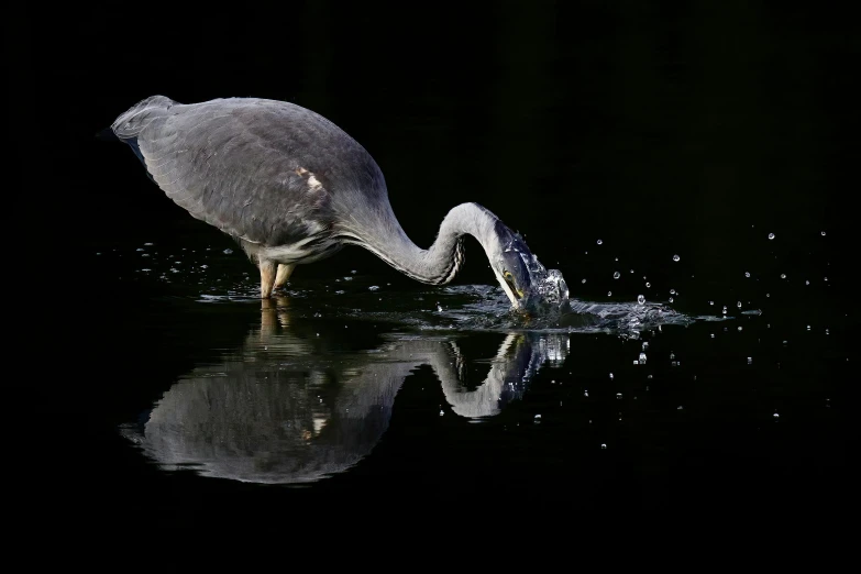 a bird standing on top of water holding a fish in it's mouth