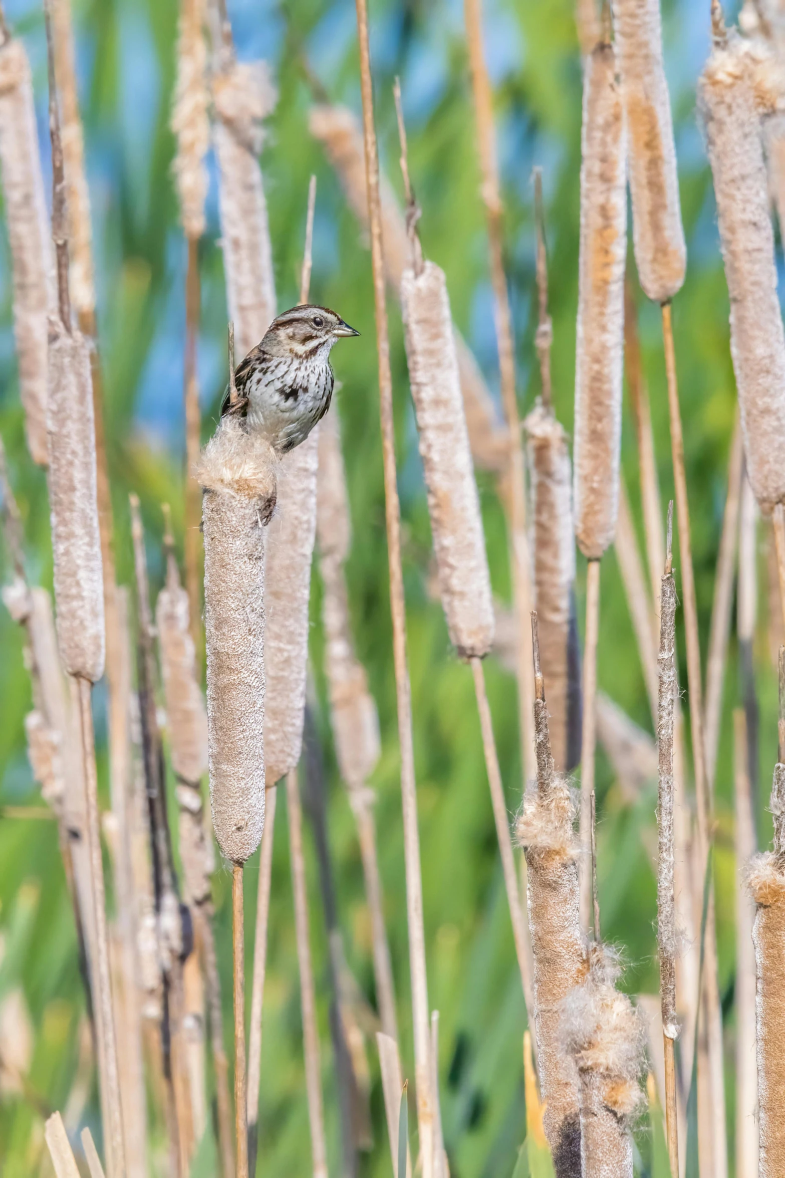 there is a bird sitting on a thin stick