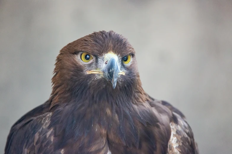 a close up view of a hawk with it's eyes wide open