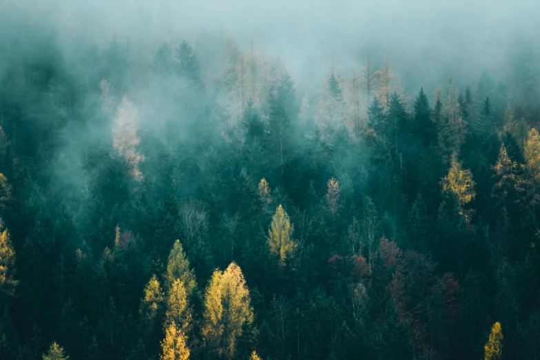 a forested area in the fall with yellow, green and orange