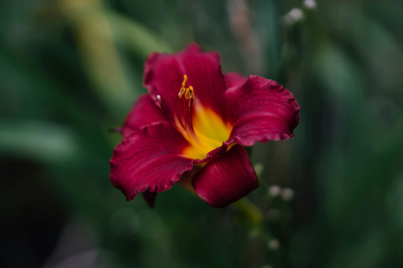 a single red flower with a yellow center