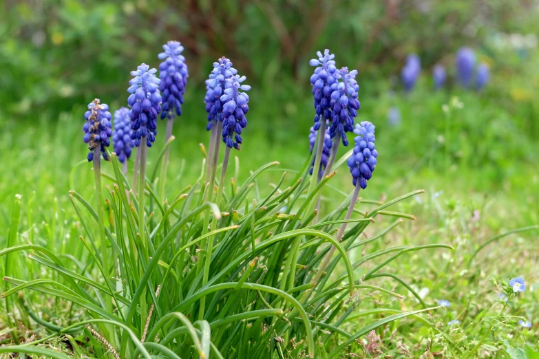 three small blue flowers in the middle of some grass