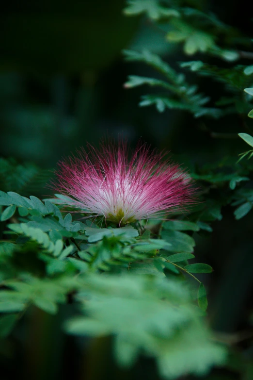 a flower sitting in the middle of a lush green forest